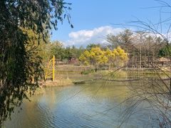 -天适樱花悠乐园