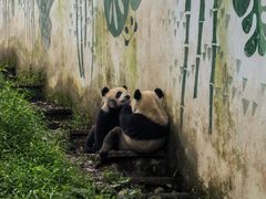 -中国大熊猫保护研究中心雅安碧峰峡基地