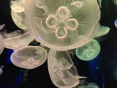 -顺德南宏海立方海洋公园