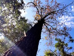 -青龙山国家森林公园