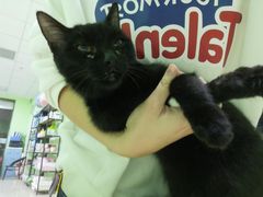 -圣宠动物医院·犬猫专科·影像中心·外科中心