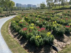 -春花秋色城市公园