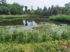 -白鹭湾湿地公园