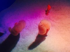 -瑞普利水族馆