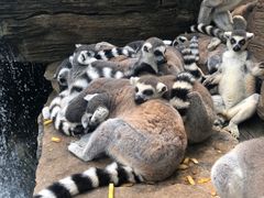 -秦皇岛野生动物园