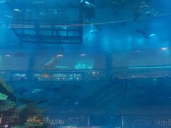 -迪拜水族馆及水下动物园
