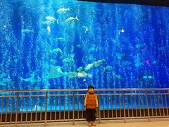 -烟台海昌鲸鲨海洋公园