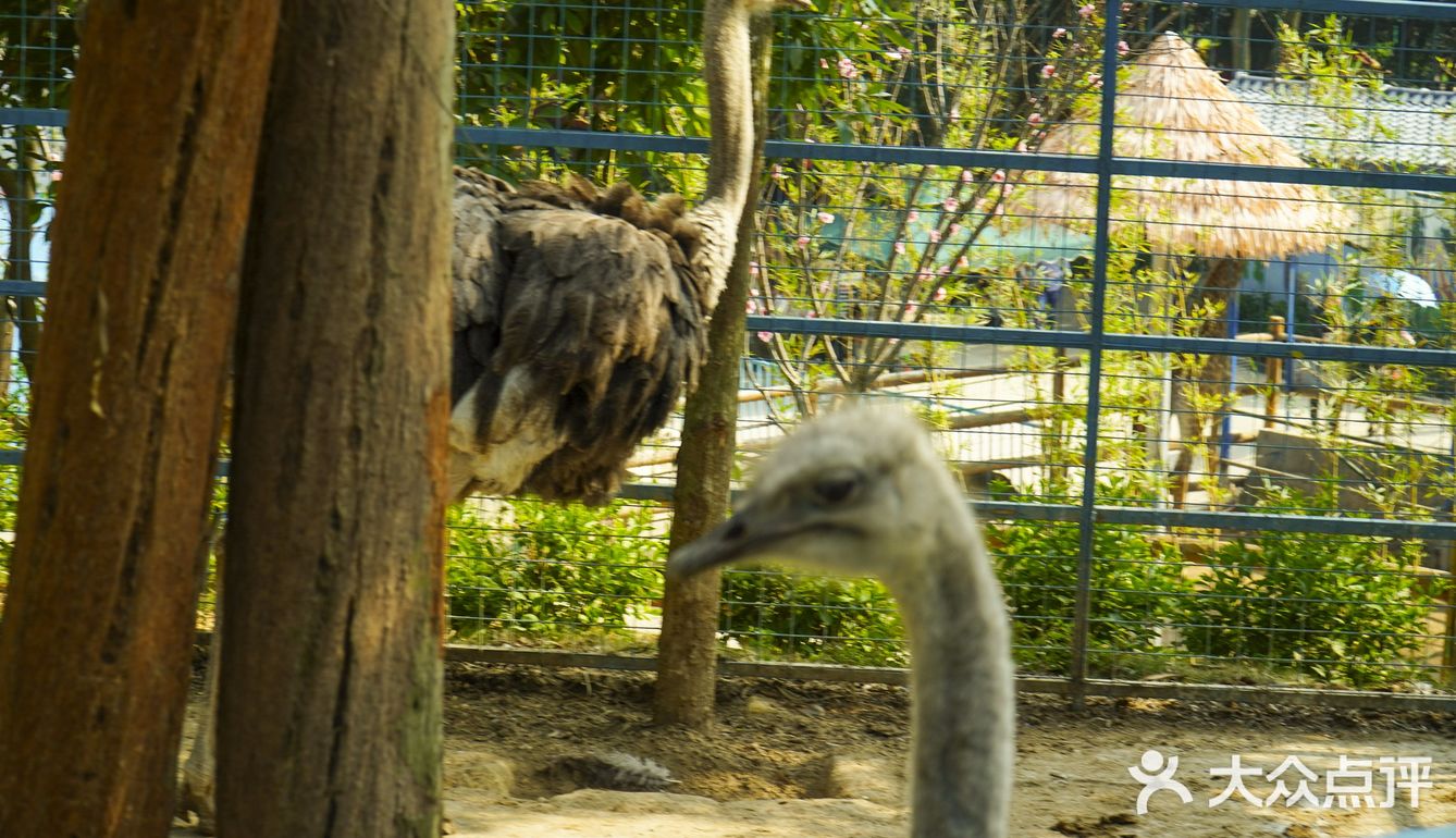 潮州动物园78被动物承包温暖的一天