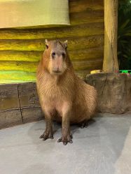 -Zoolung Zoolung动物主题公园(海信广场店)