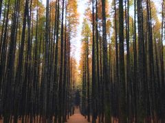 -山王坪喀斯特国家生态公园