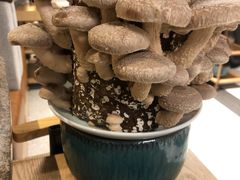 -捞王猪肚鸡火锅(财富中心店)
