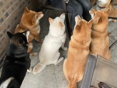 -柴犬高等学院·狗咖·柴犬售卖·宠物训练