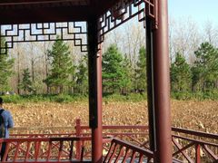 -合肥滨湖国家森林公园