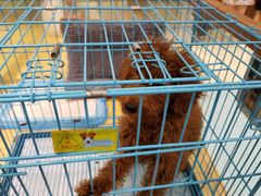 -龟与熊猫宠物公园(南坪店)