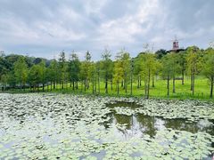 -东莞植物园