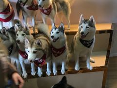 -Husky Go! 哈士奇体验馆·宠物咖啡厅狗咖