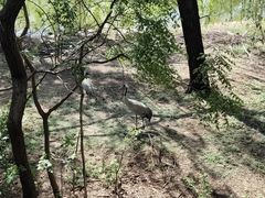 -北京麋鹿生态实验中心