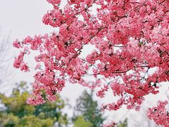 -莫愁湖公园
