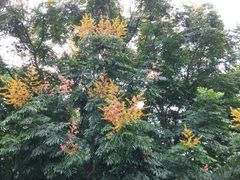 -重庆彩云湖湿地公园
