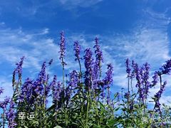 -北京东方普罗旺斯薰衣草庄园