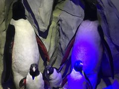 -太平洋海底世界