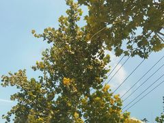 -亮亮面馆(经六路店)