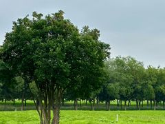 -汉长安城未央宫国家考古遗址公园