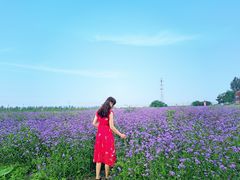 -君乐宝优致牧场
