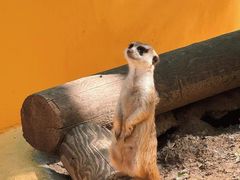 -北京野生动物园