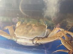 -阳澄湖大闸蟹·琼灵阁牌品牌连锁(吴中总店)