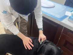 -美联众合动物医院·24h转诊中心
