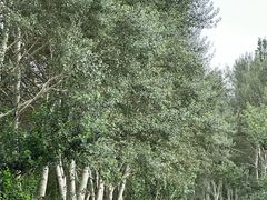 -赛汗塔拉风情园