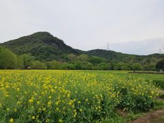 -八卦田遗址公园