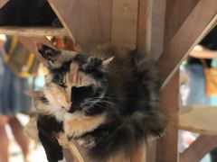 -猫色咖啡·猫咖