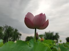 -白洋淀景区