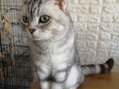 -平行世界·猫咖(首经贸店)