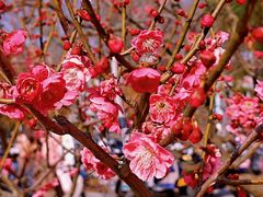 -梅花山(明孝陵内)