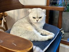 -有猫主题·治愈系猫咖(曾厝垵店)