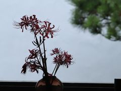 -杭州植物园