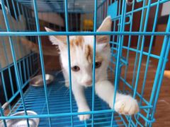 -瑞派动物医院·绝育·犬猫全科·预防医学(光景江南中店)