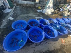 -中环花鸟鱼虫市场