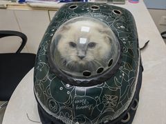-中农国际动物医院24小时·猫科·骨科·急重症中心