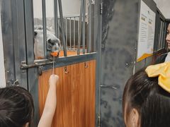 -骑乐马术(广州奥体优托邦中心)
