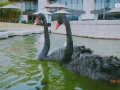 -行者书屋大堂吧 ·下午茶(南京圣和府邸酒店)