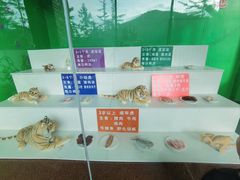 -横道河子东北虎林园