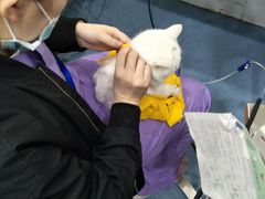 -伟伟宠物医院·CT影像中心·瑞派犬猫综合性门诊(汉口总院)