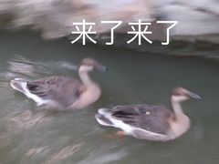 -乐山食古香跷脚牛肉