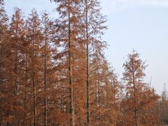 -白鹭湾湿地公园