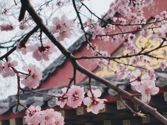 -桃花堤公园