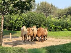 -北京野生动物园